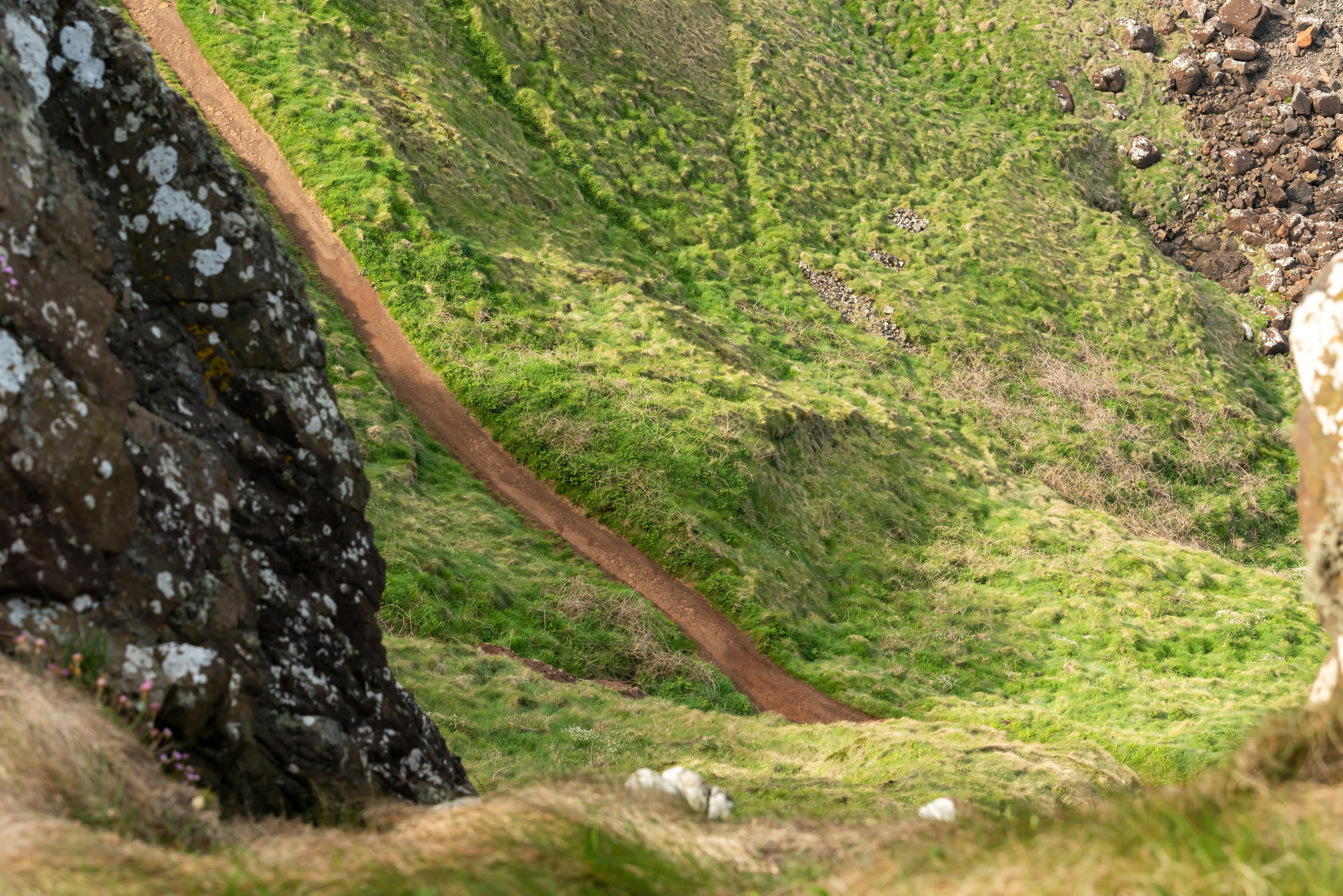 무성한 녹색 언덕 위에 서있는 양