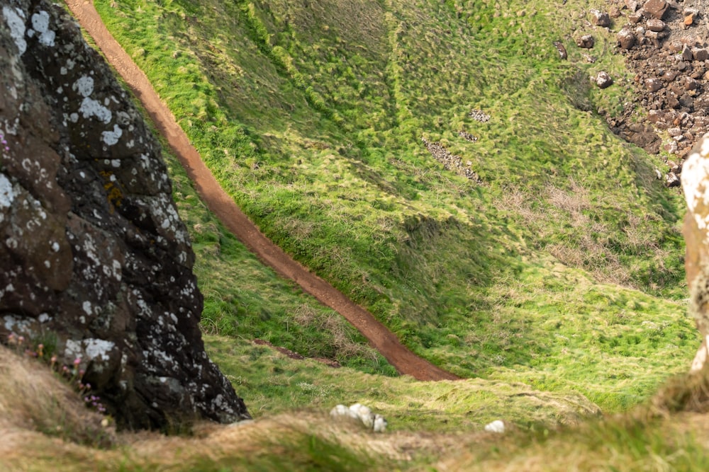 a sheep standing on top of a lush green hillside