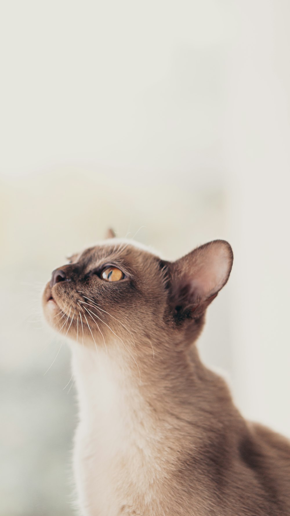 a siamese cat looking up into the sky