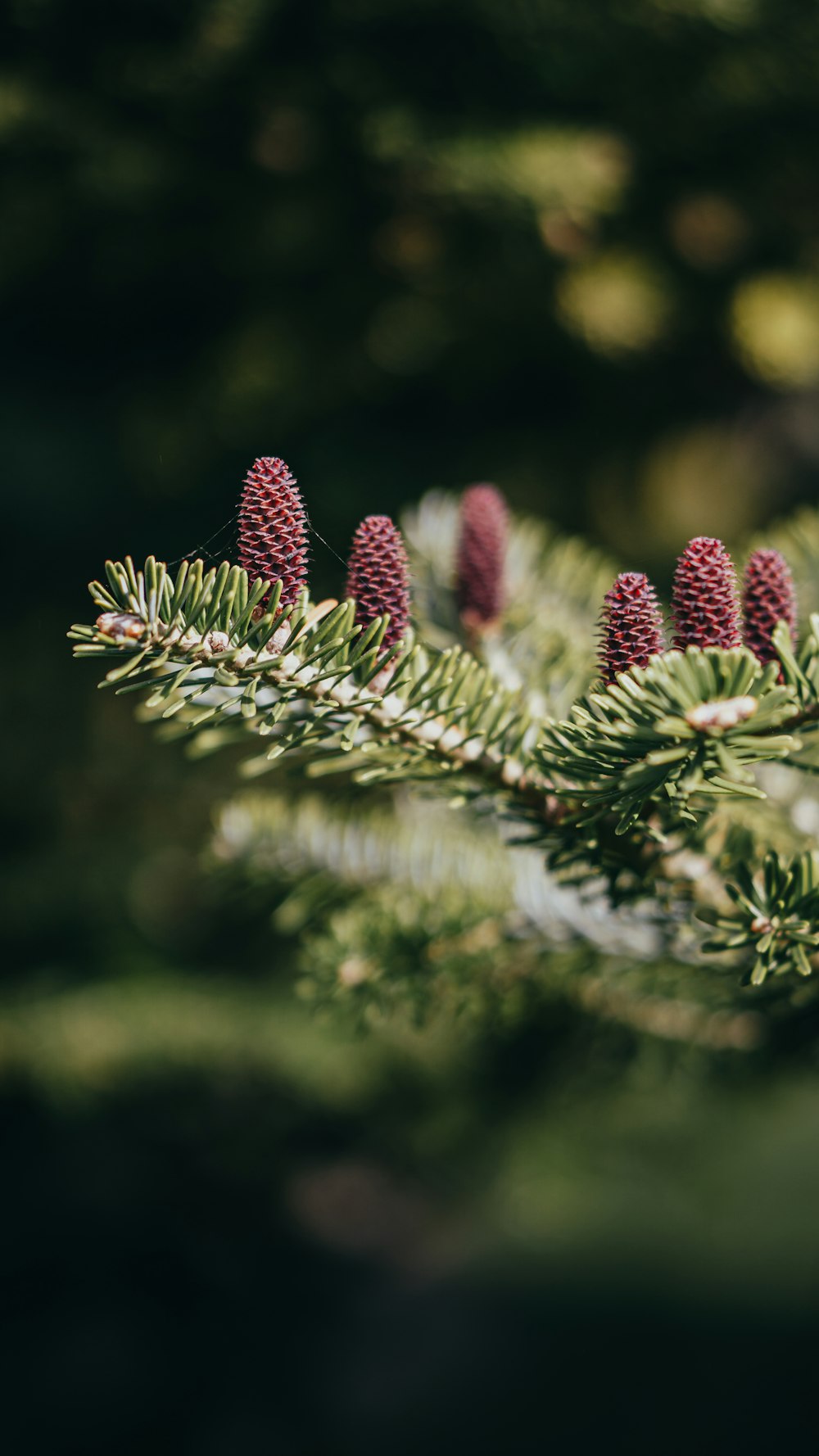 a close up of a pine tree branch with cones