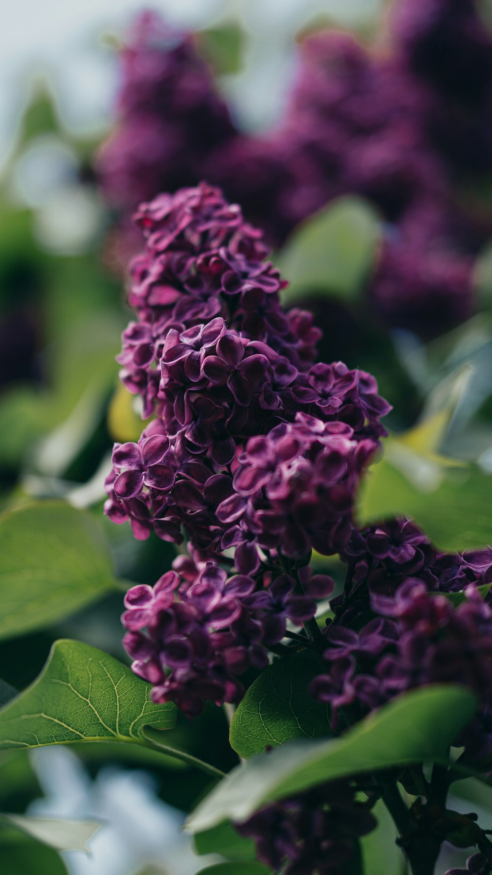 a bunch of purple flowers with green leaves