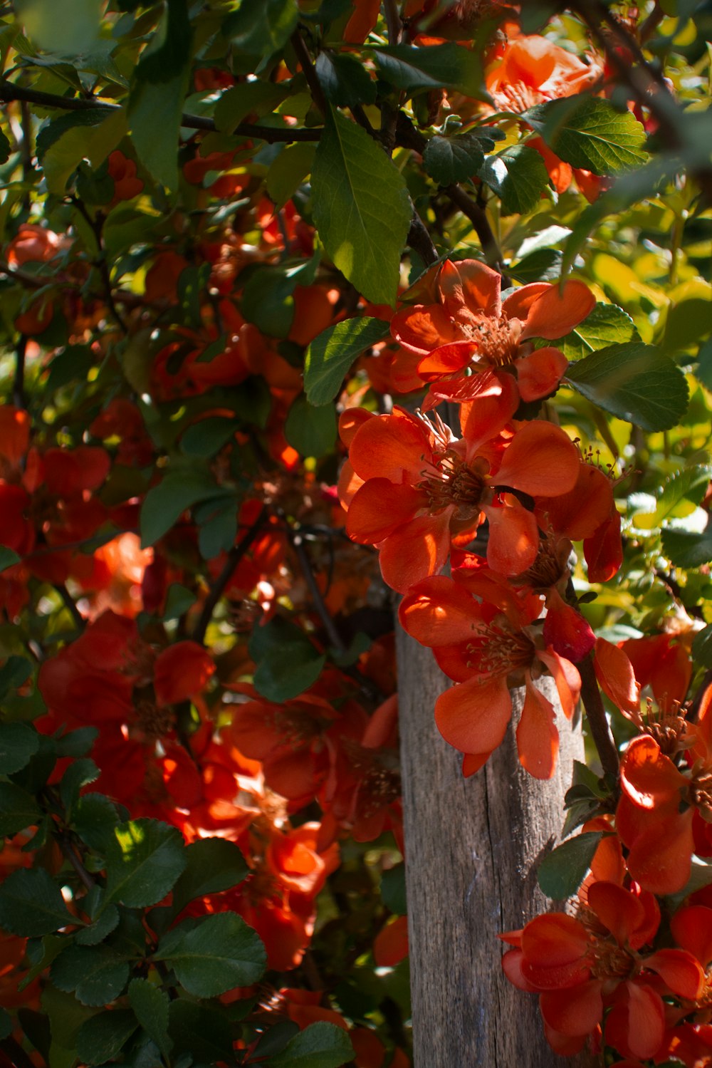 a bunch of orange flowers growing on a tree