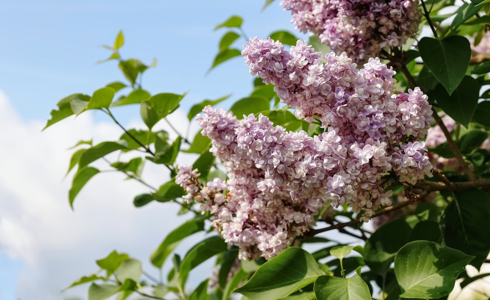 a tree with purple flowers and green leaves