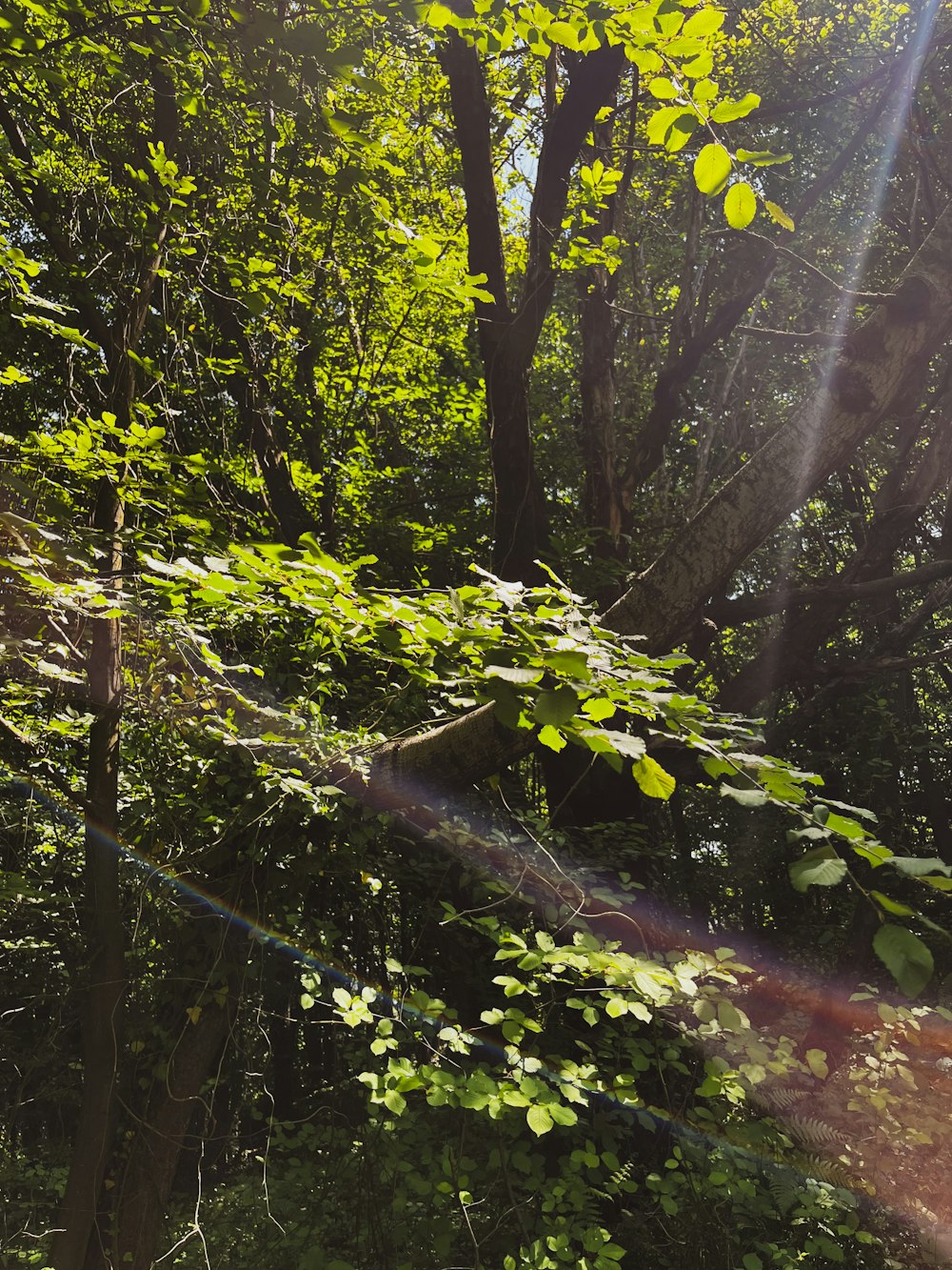 the sun shines through the trees in the forest