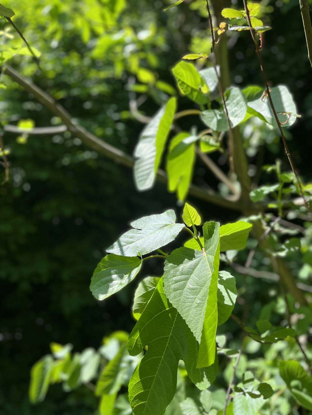 Un árbol frondoso con muchas hojas verdes