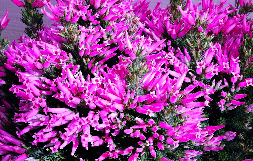 a close up of a bunch of purple flowers