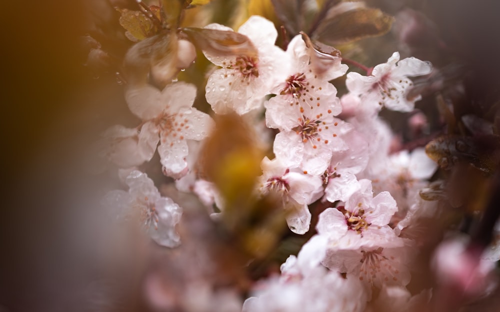 a close up of a bunch of flowers on a tree