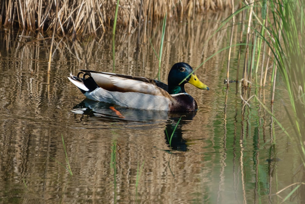 a duck is swimming in a pond with reeds