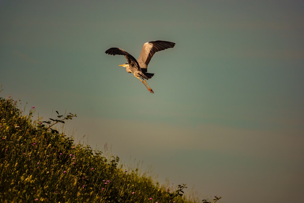 a large bird flying over a lush green hillside