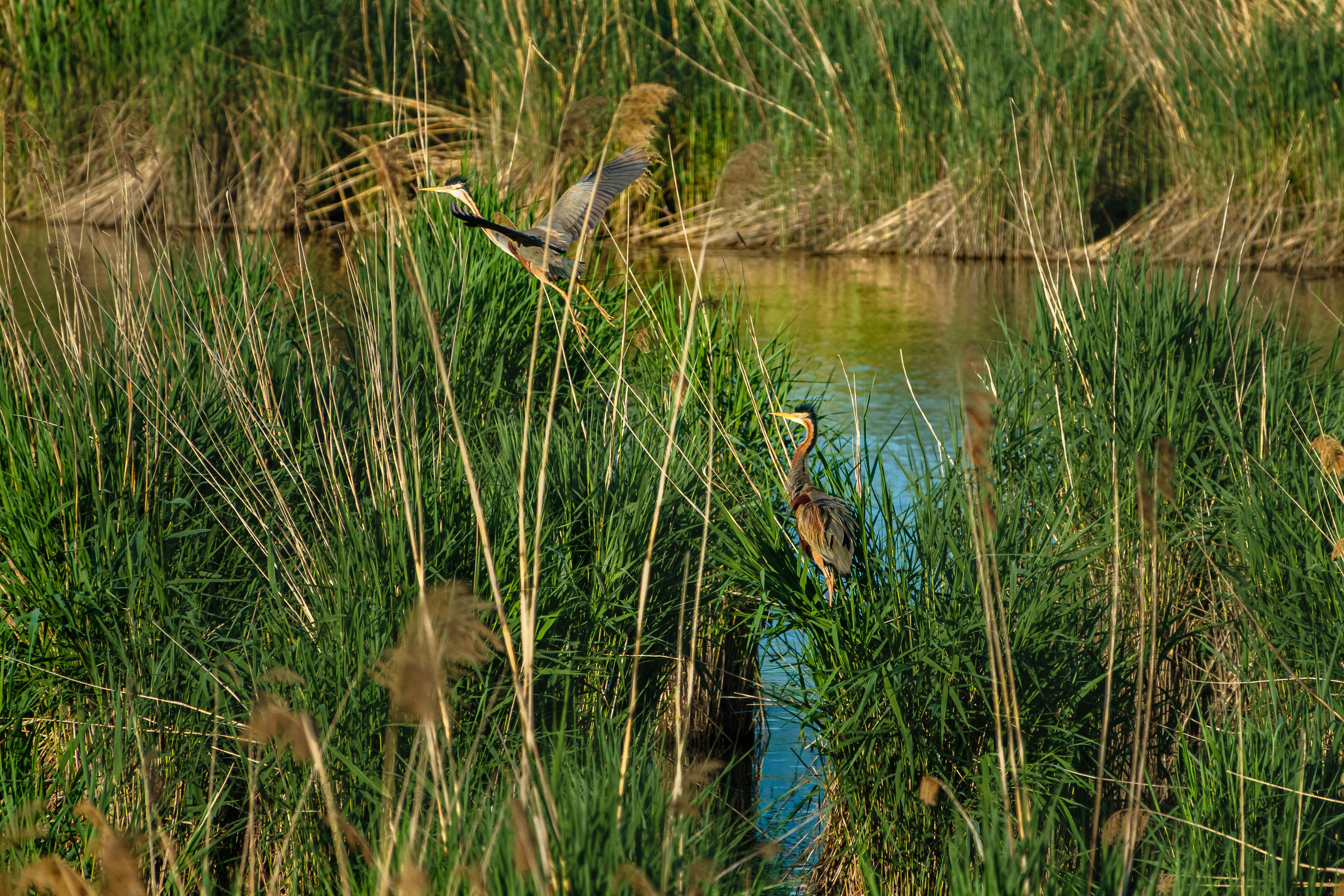 a couple of birds that are standing in the grass
