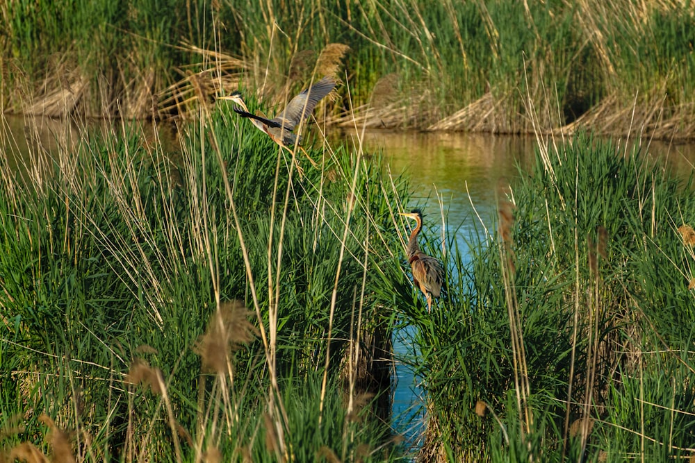 a couple of birds that are standing in the grass