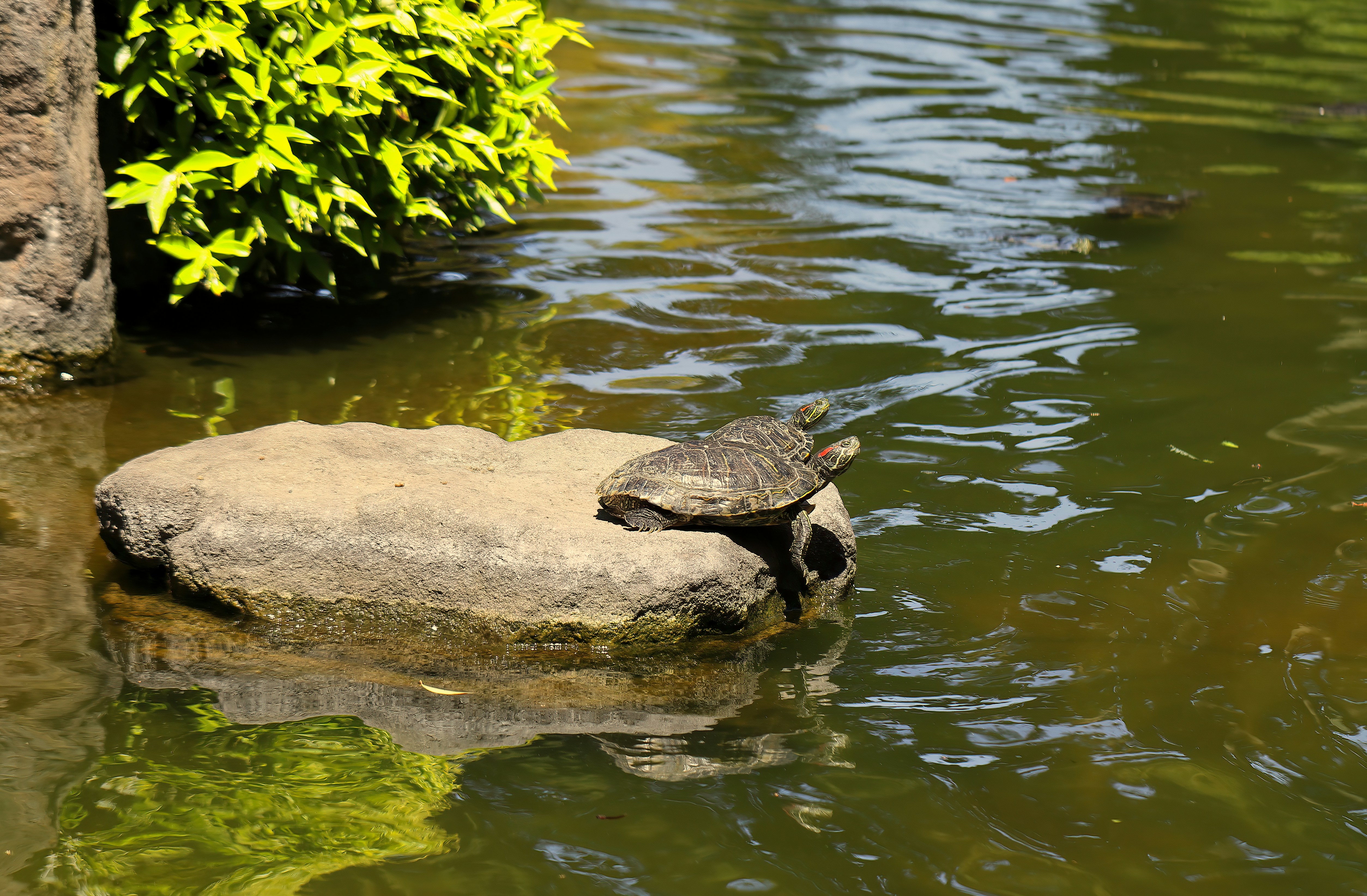 Photo by bullterriere