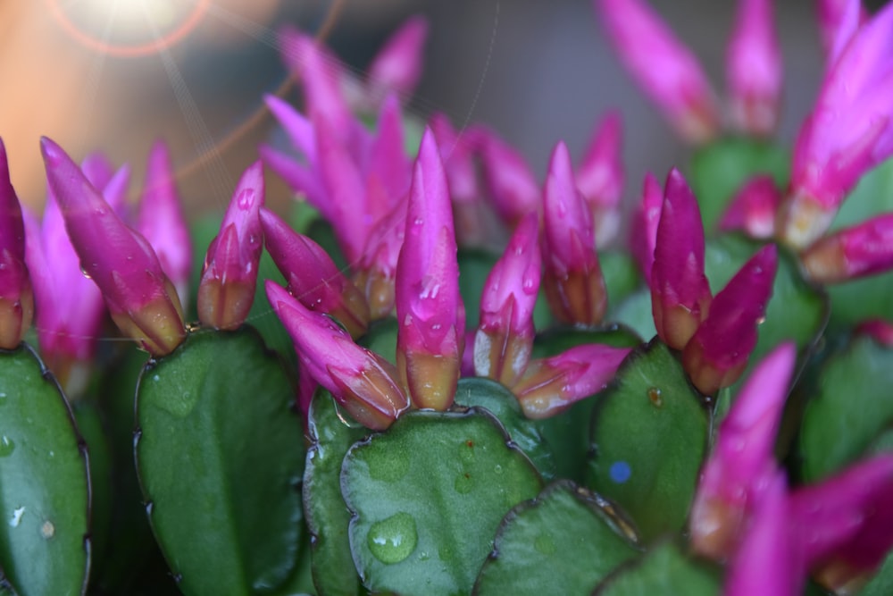 a close up of a pink flower on a cactus