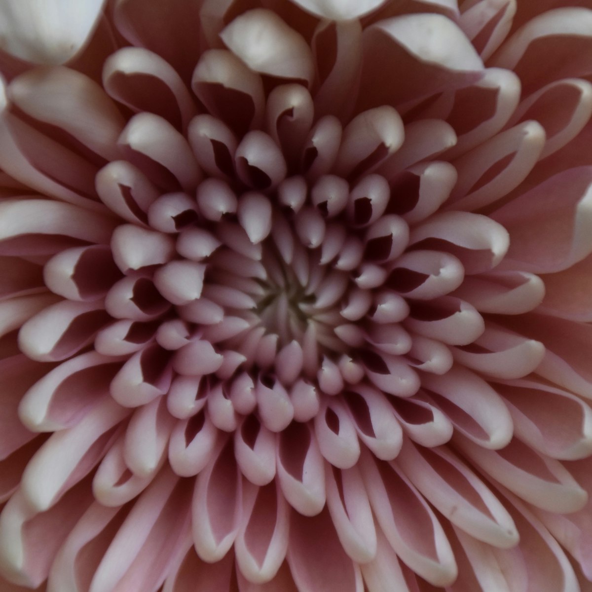 De juiste blush kleur vinden: zo doe je dat