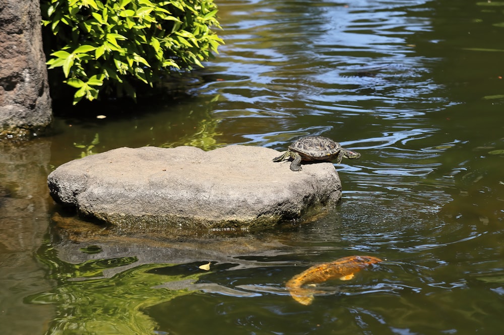 a turtle sitting on a rock in a pond