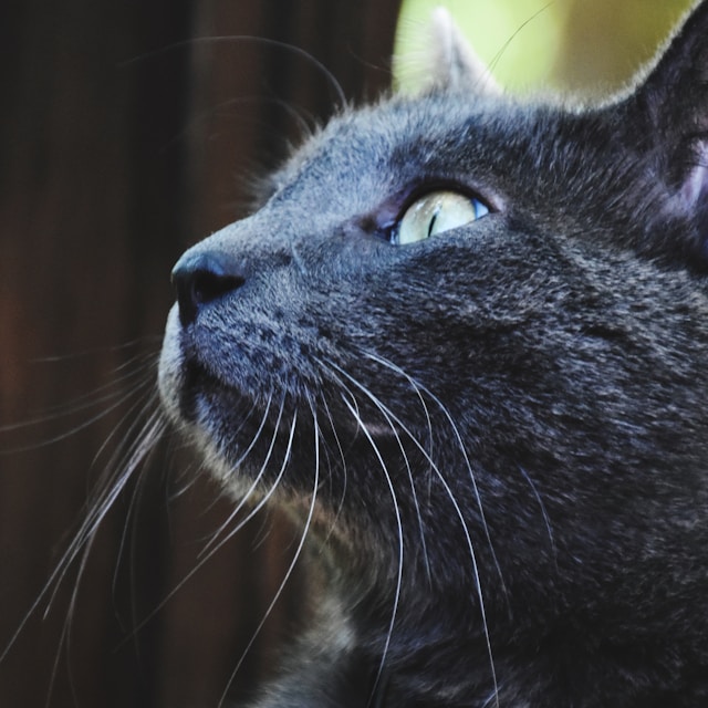 Le Chat Bleu Russe : Élégance, Intelligence et Discrétion Féline Le Chat Bleu Russe : Élégance, Intelligence et Discrétion Féline
