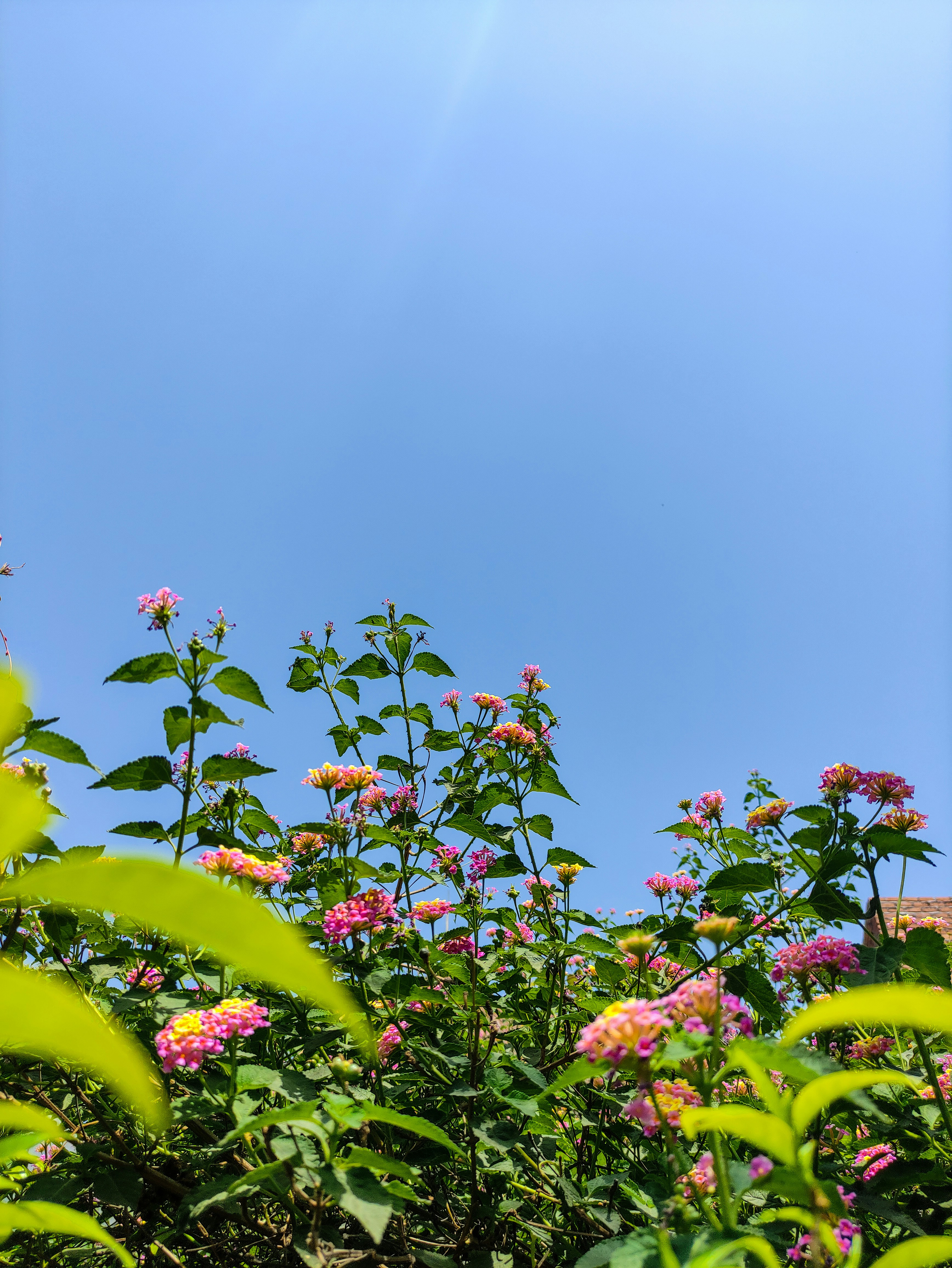 Blooming spring flowers under the blue sky.