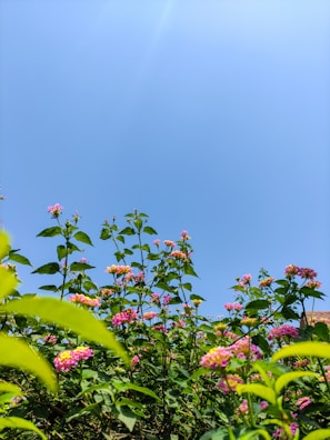 A backyard transformed with native plants and pollinator-friendly flowers under a clear blue sky.