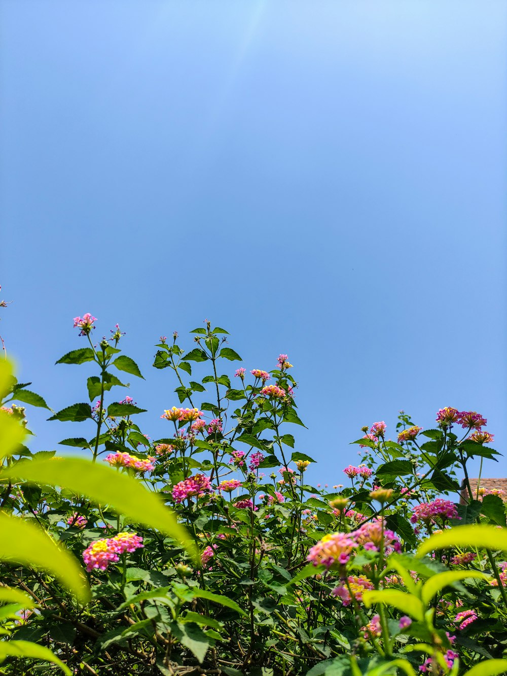 a field of flowers with a blue sky in the background