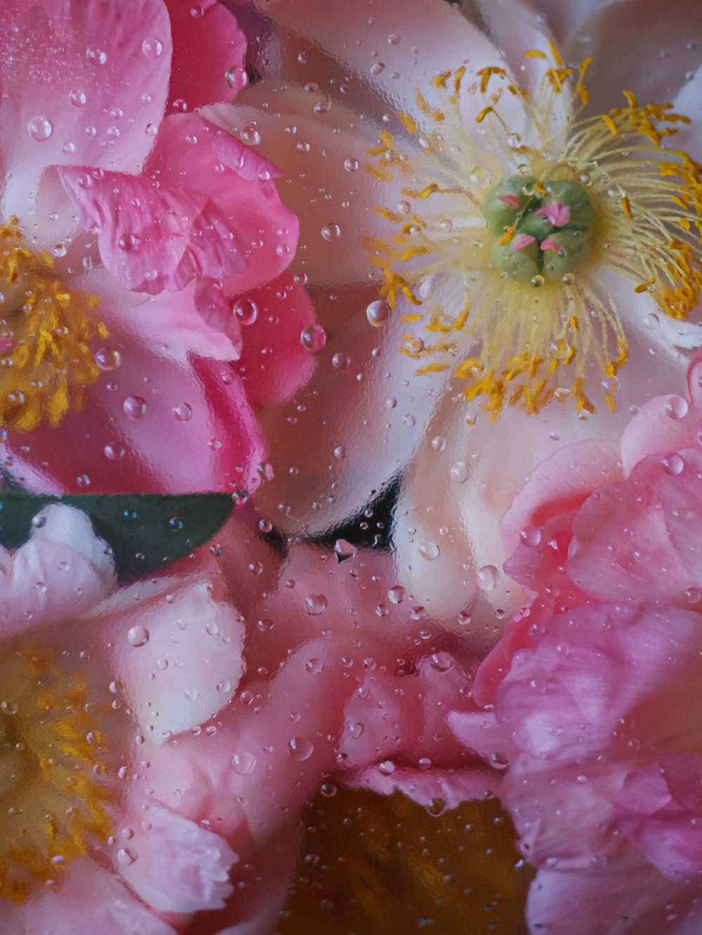 a close up of a bunch of flowers with water droplets