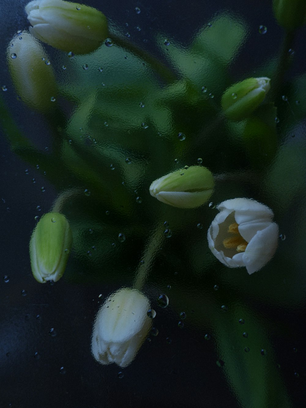 a bunch of white flowers sitting on top of a table