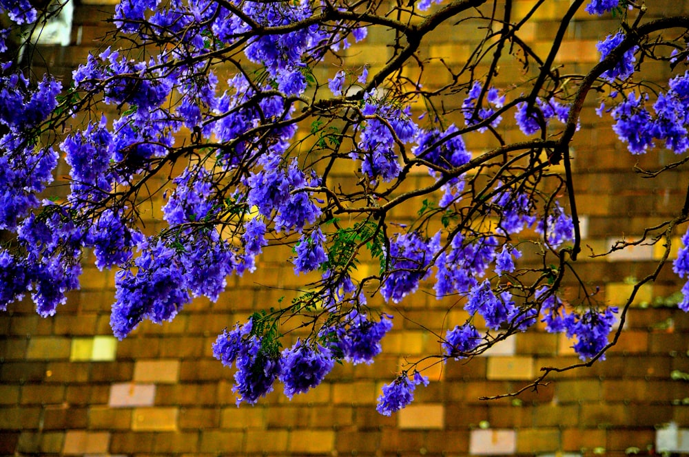 a tree with purple flowers in front of a brick wall