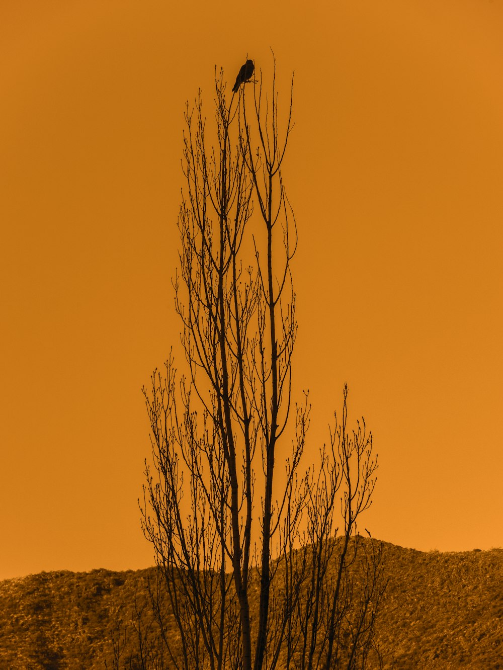 a bird sitting on top of a bare tree