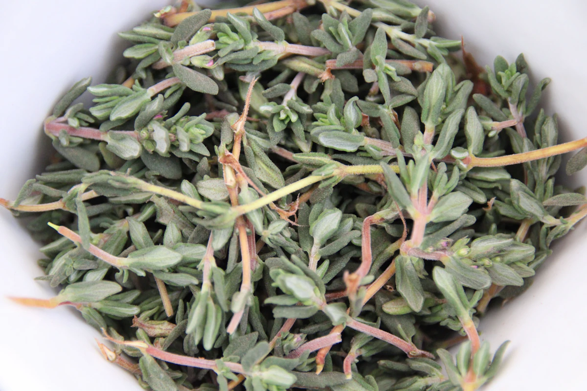 Fresh rosemary and culinary herbs