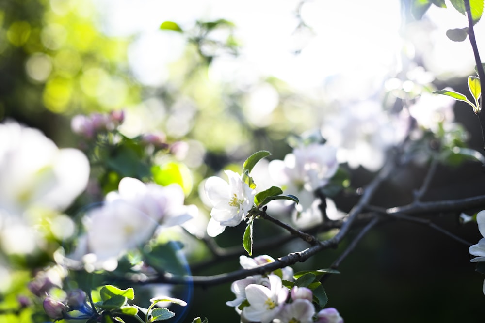 a tree with white flowers and green leaves