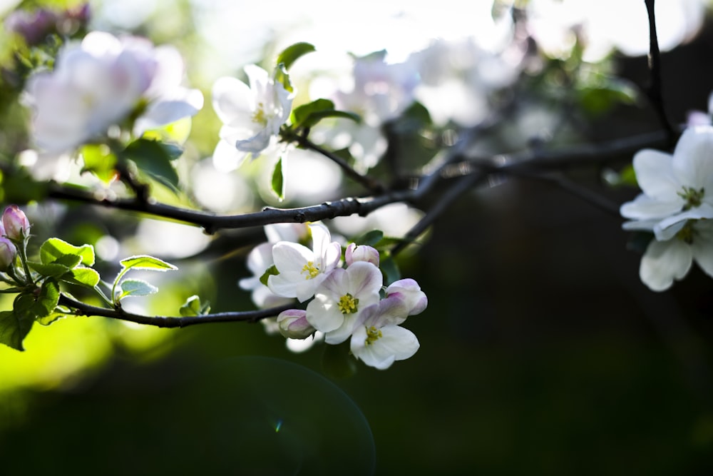 a close up of a tree with white flowers