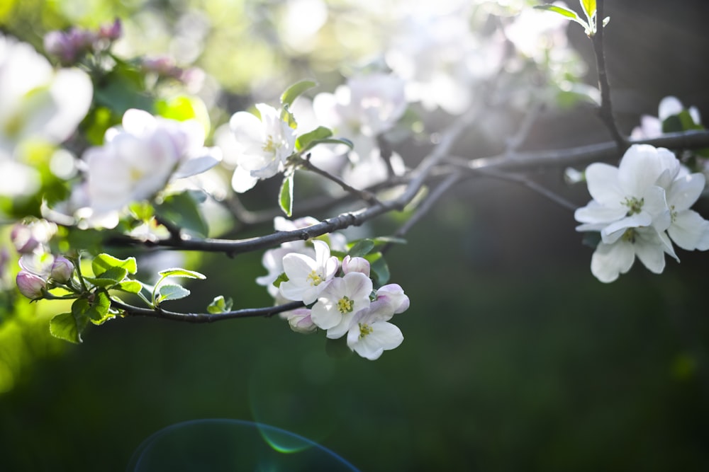 a close up of a tree with white flowers