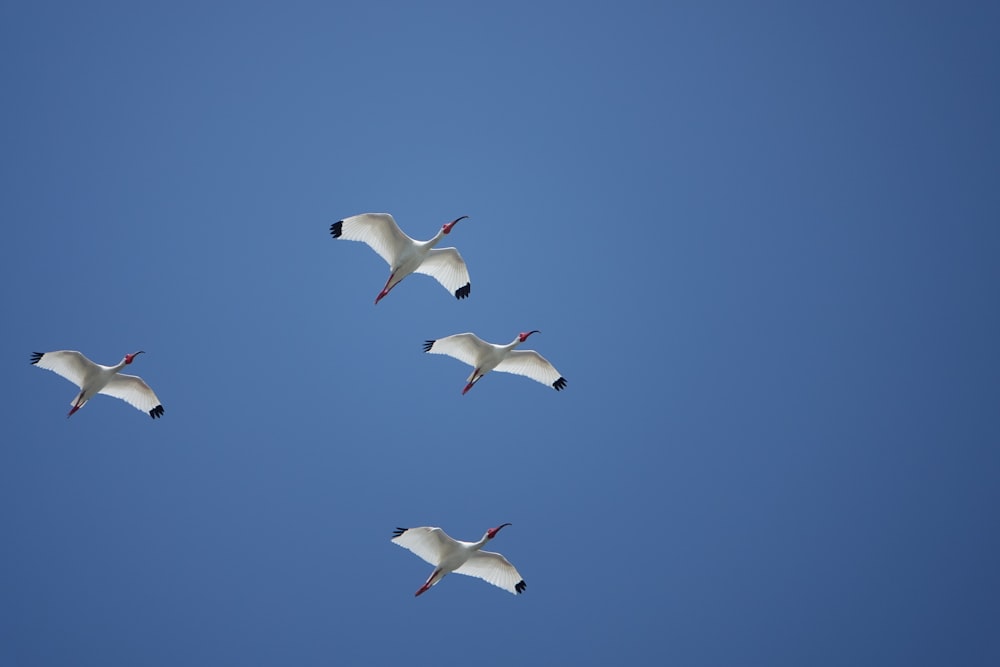 a flock of birds flying through a blue sky