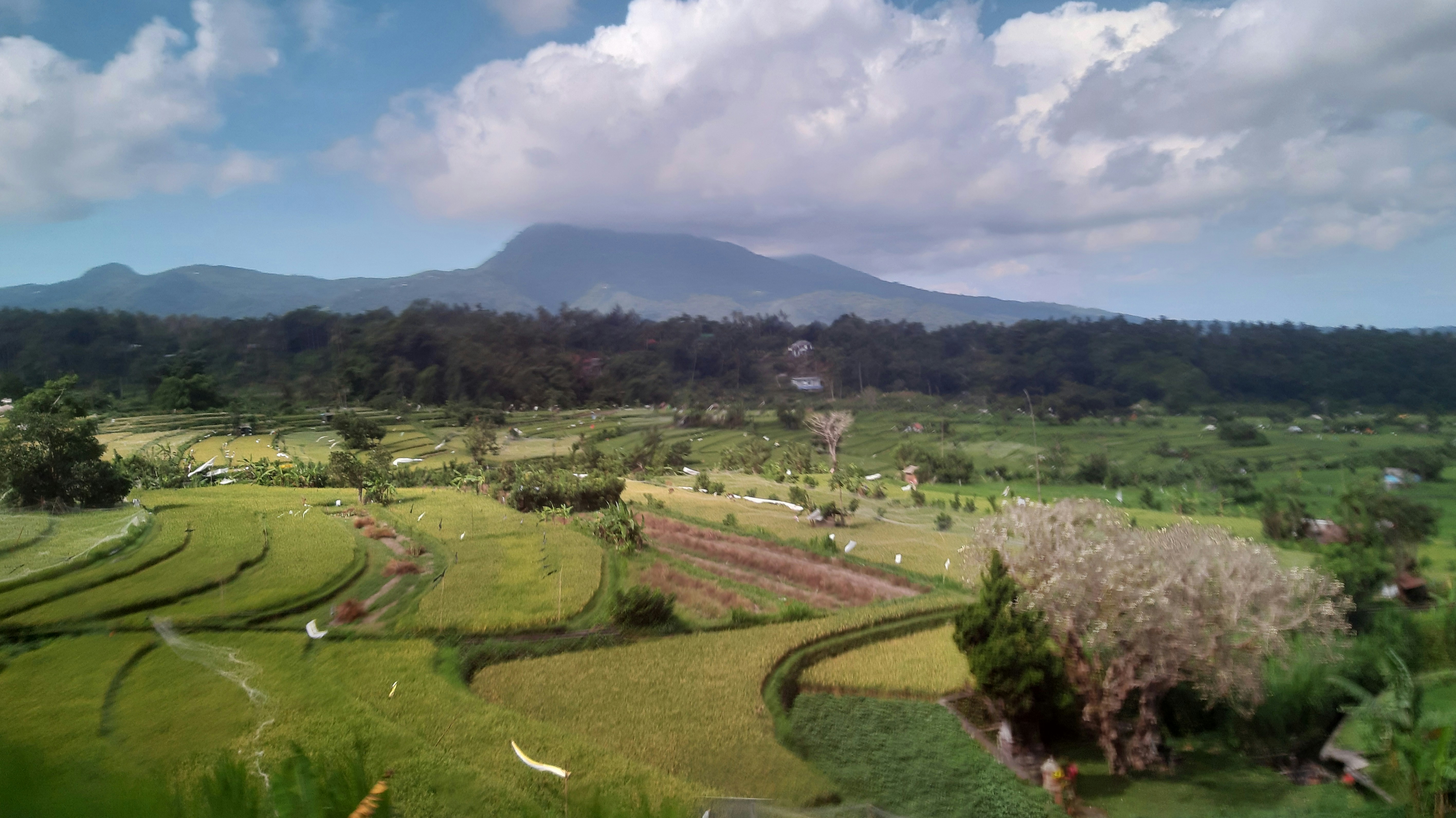 Lapangan hijau subur dengan latar belakang gunung