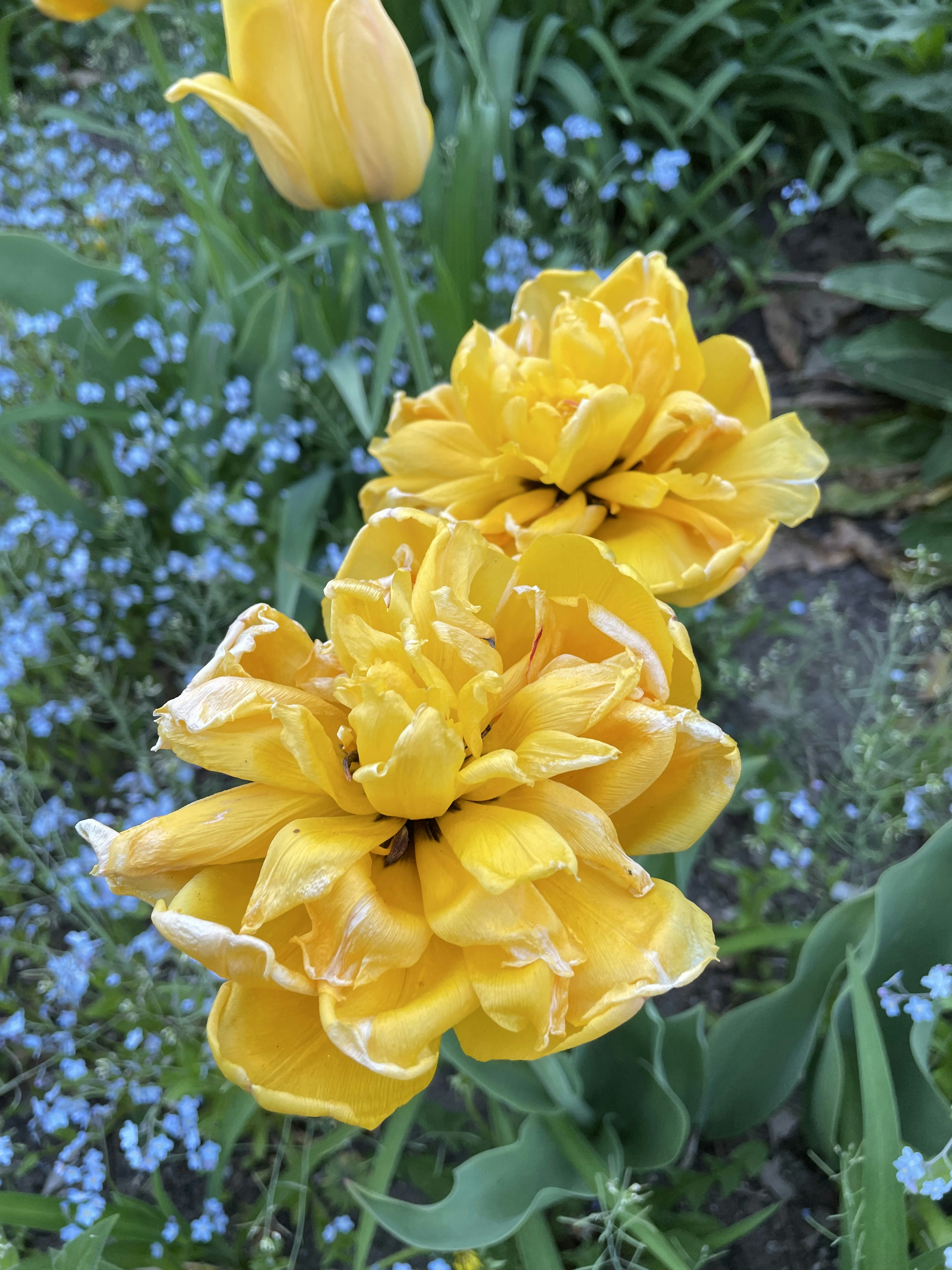 A close up of a bunch of flowers in a field photo – Free Yellow Image ...