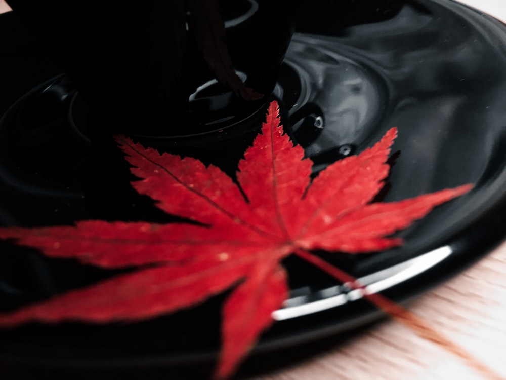 a red leaf on a black plate on a table