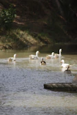 Ducks waddling near a clear pond surrounded by vibrant vegetation in North Bengal.