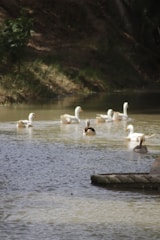 A healthy flock of ducks swimming in a pond.