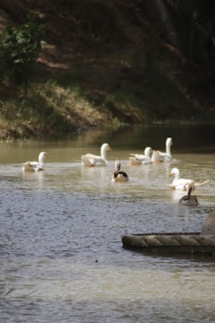 A healthy flock of ducks swimming in a pond.