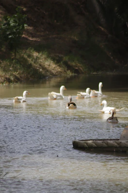 Ducks waddling near a clear pond surrounded by vibrant vegetation in North Bengal.