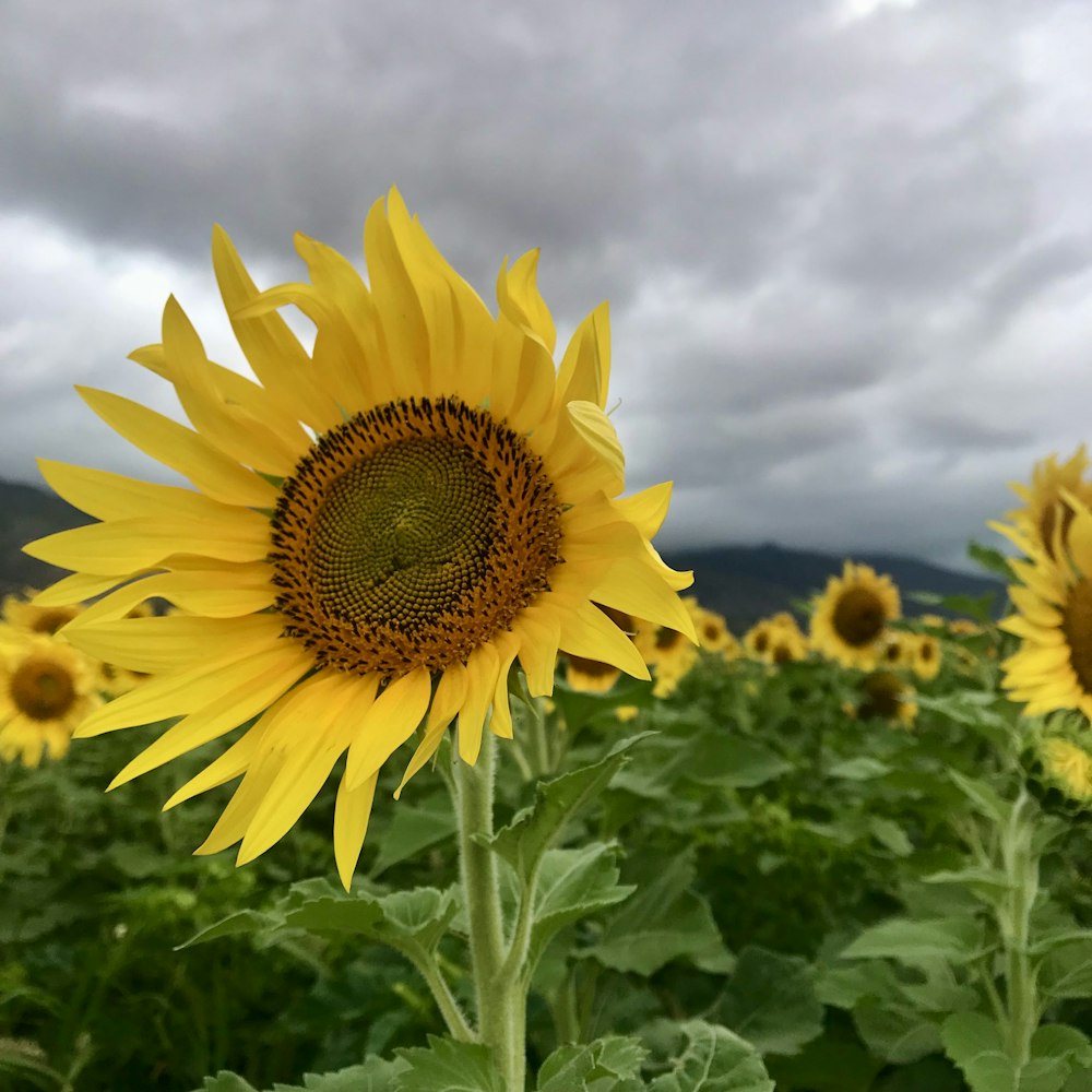 a field of sunflowers under a cloudy sky