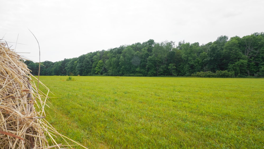 a hay bale in a field with trees in the background