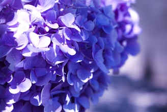 a close up of a bunch of purple flowers