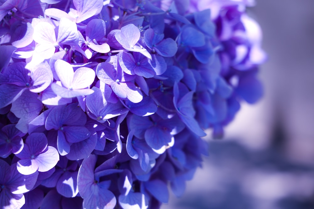 a close up of a bunch of purple flowers