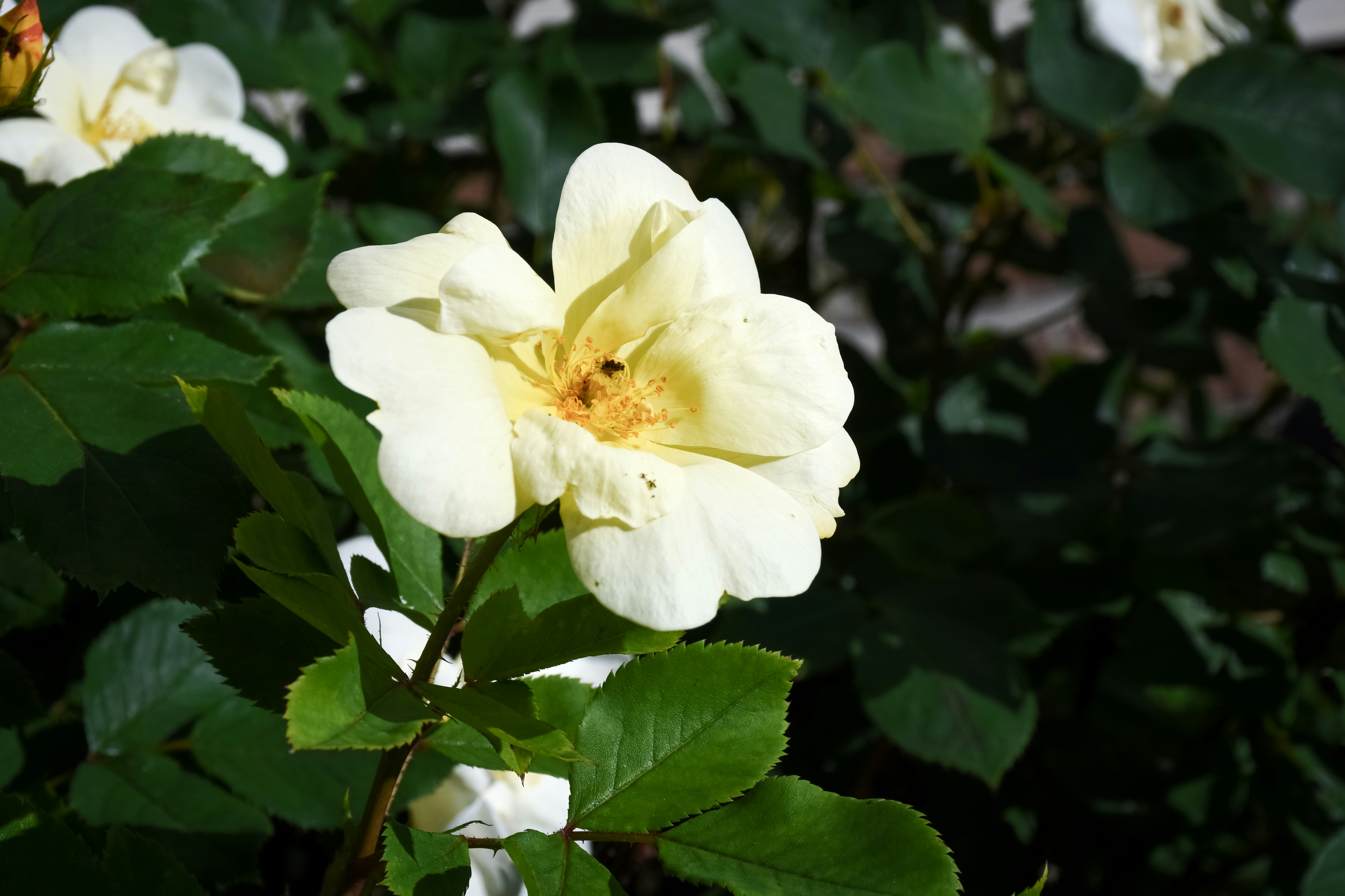 Photo by sunshineirises