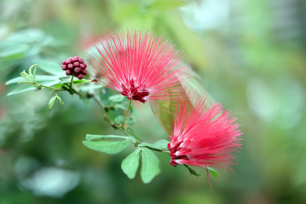 um close up de uma flor rosa com folhas verdes