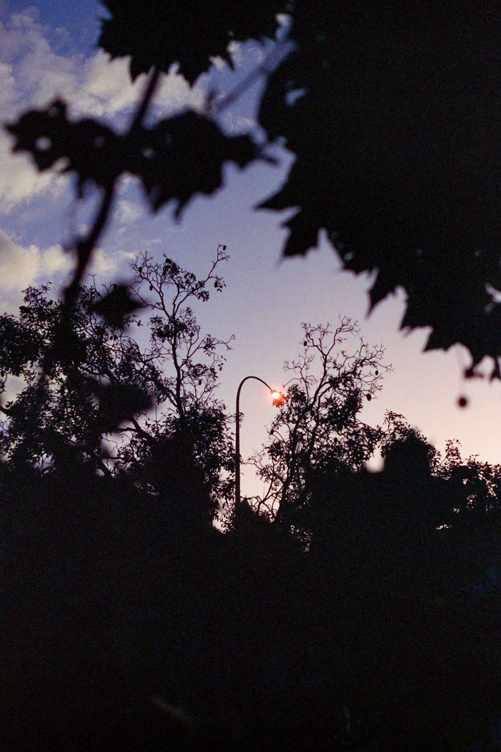 a street light is seen through the trees