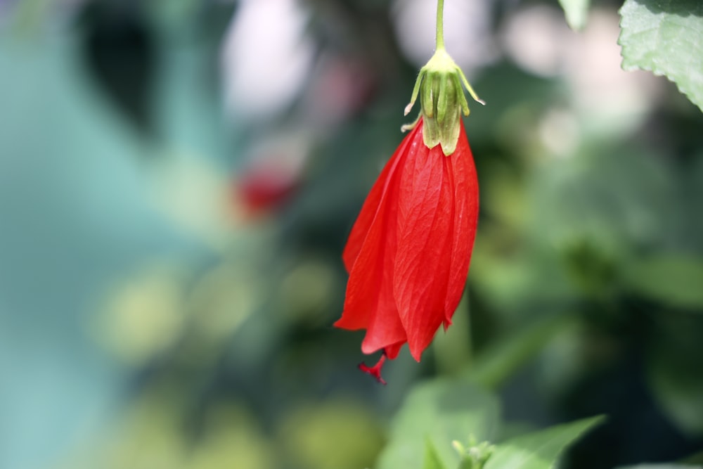 a close up of a red flower on a plant