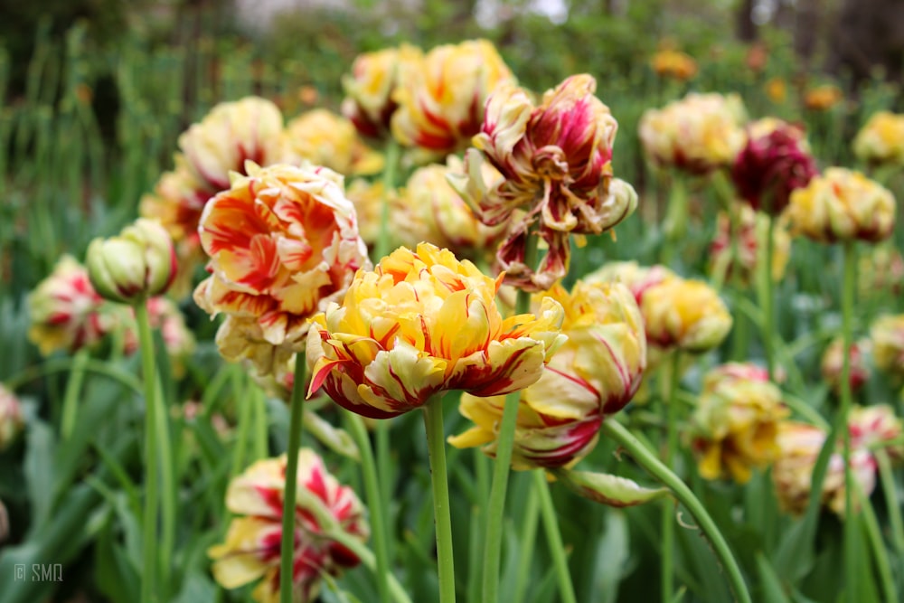 a bunch of flowers that are in the grass