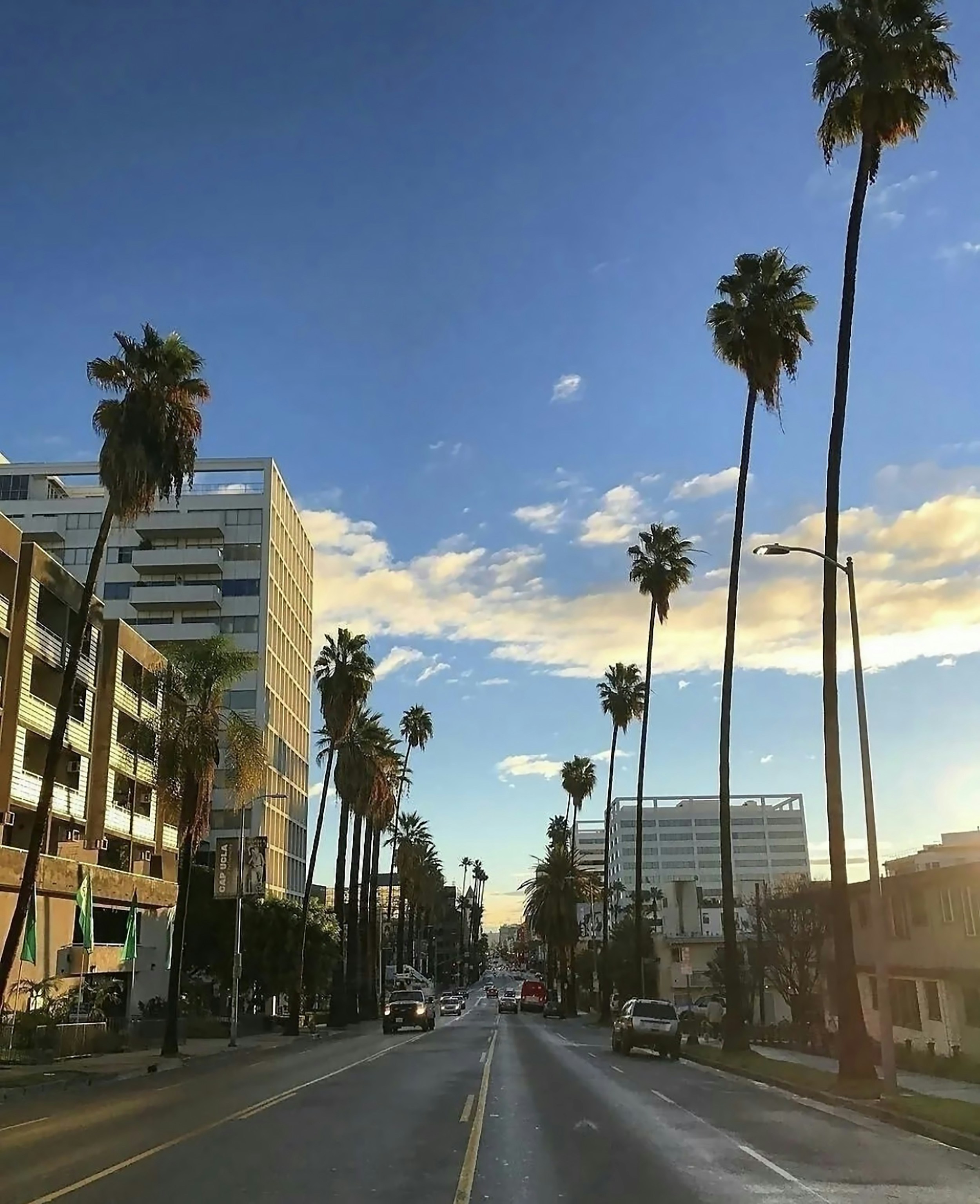 una strada fiancheggiata da palme e alti edifici