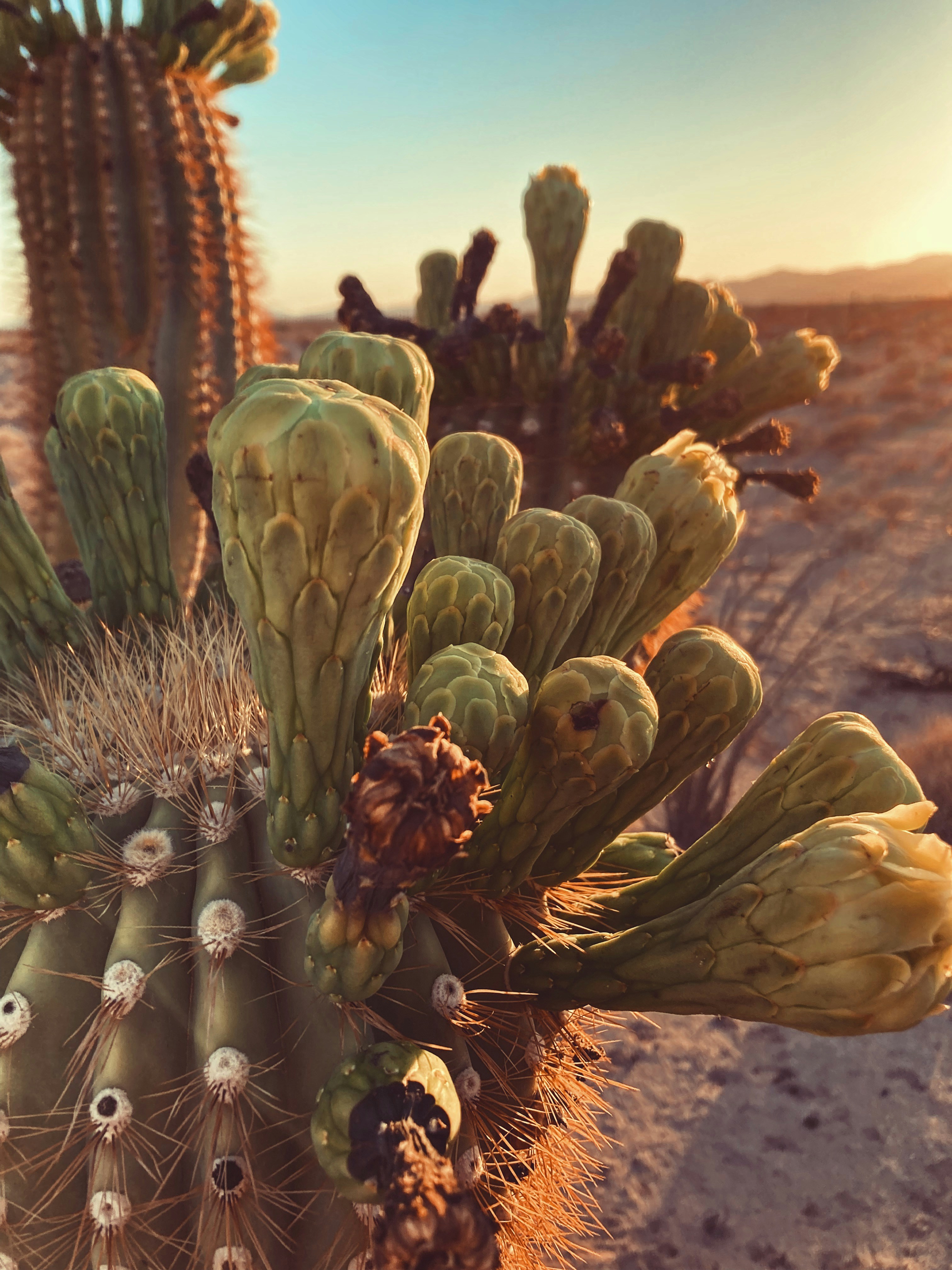a cactus in the desert with a sky background